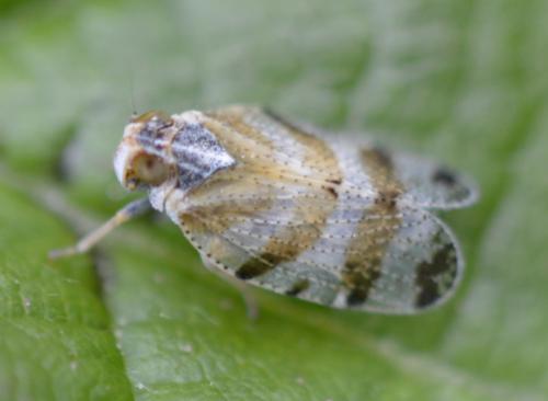 Tachycixius venustulus